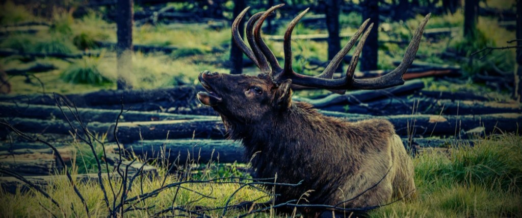 Elk with large antlers exhaling visible breath while sitting on grassy forest ground with fallen logs in background.